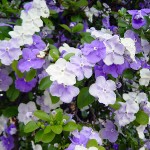 Brunfelsia pauciflora