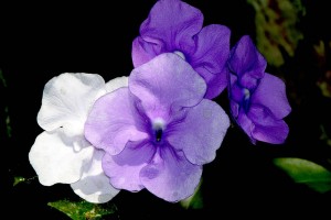 Brunfelsia pauciflora