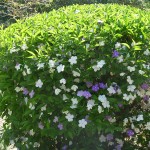 Brunfelsia pauciflora