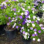 Brunfelsia pauciflora