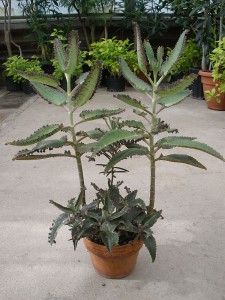 Bryophyllum daigremontianum