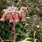 Bryophyllum daigremontianum - flowers