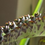 Bryophyllum daigremontianum - plantlets