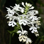 Calanthe triplicata 