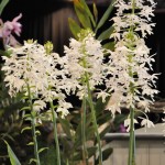 Calanthe triplicata 