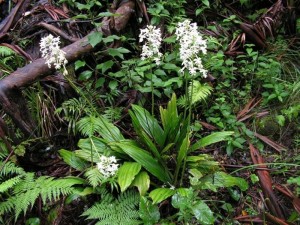 Calanthe triplicata