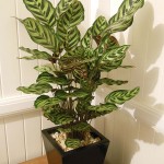 Calathea makoyana 