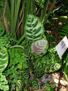 Calathea makoyana