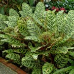 Calathea makoyana 