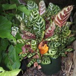 Calathea makoyana