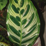 Calathea makoyana leaf