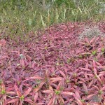 Callisia fragrans