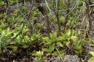 Callisia fragrans