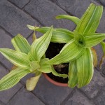 Callisia fragrans Melnikoff