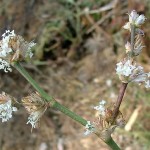 Callisia fragrans flowers