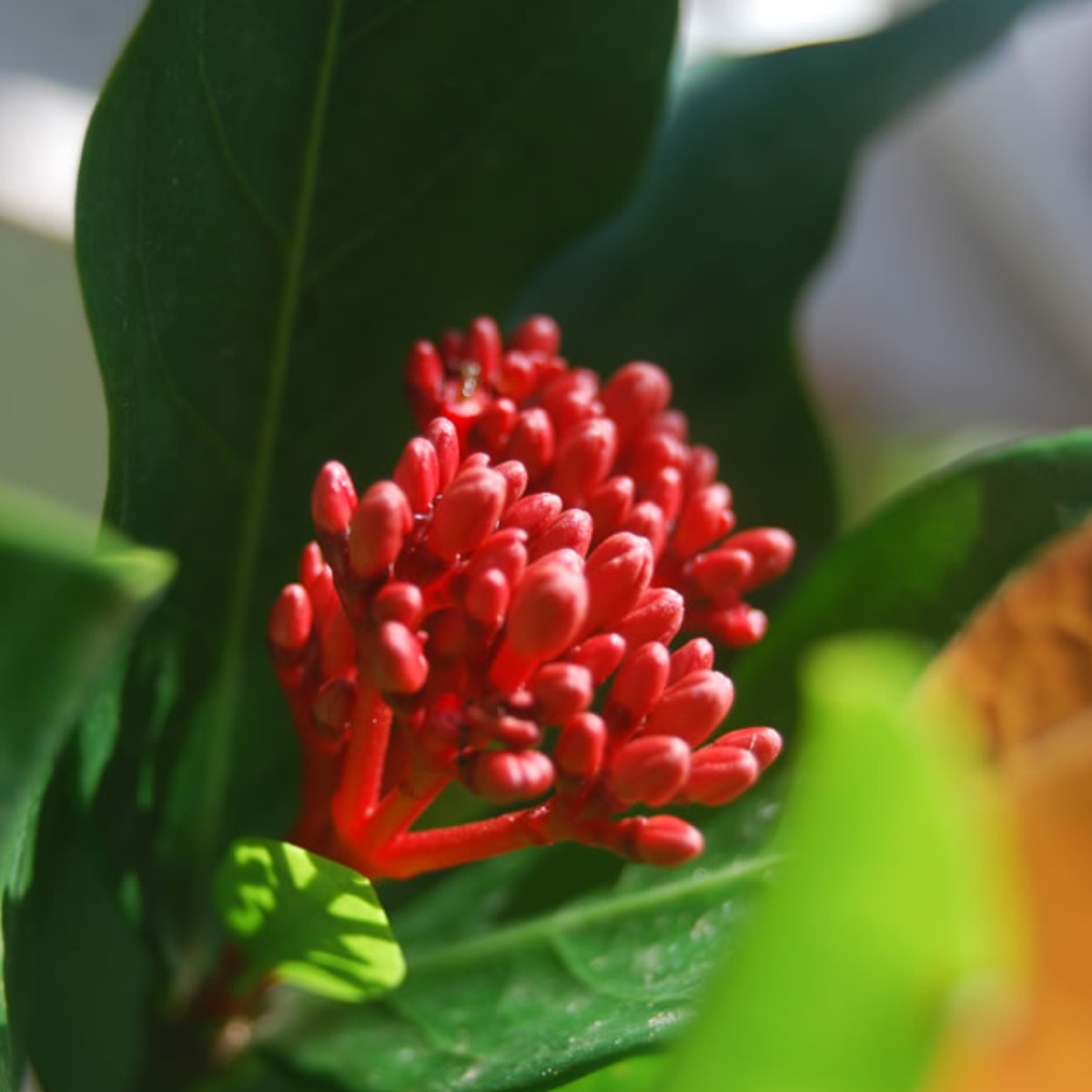 Ixora Coccinea