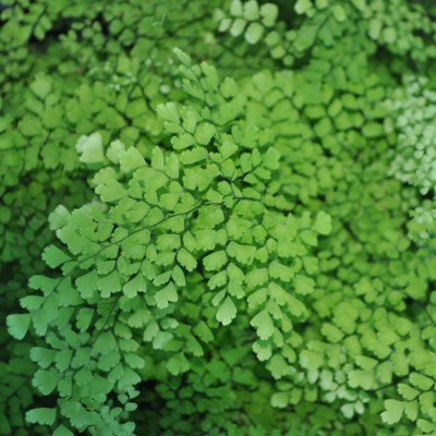 Adiantum capillus-veneris