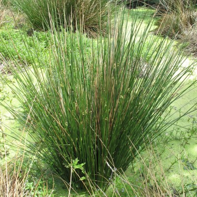 Juncus effusus