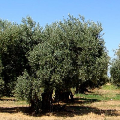 Olea europaea