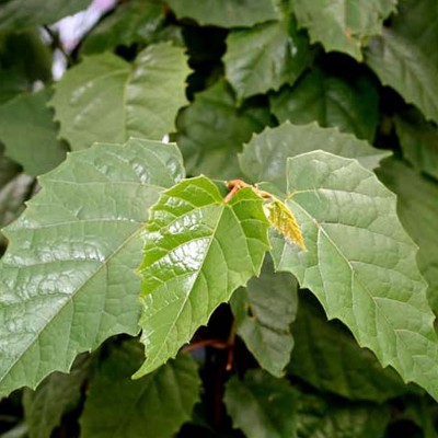 Cissus antarctica