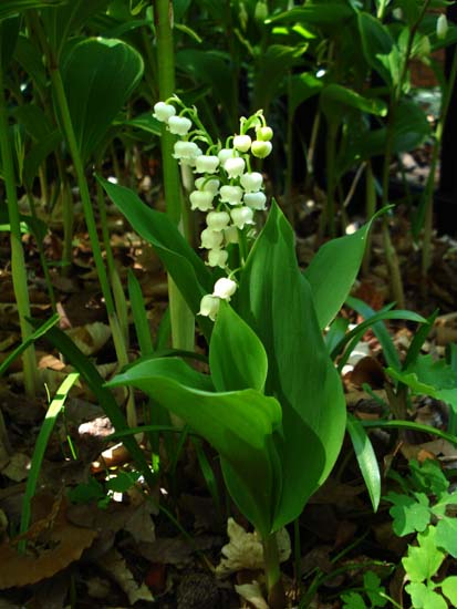 Awesome Convallaria Flower House 20+