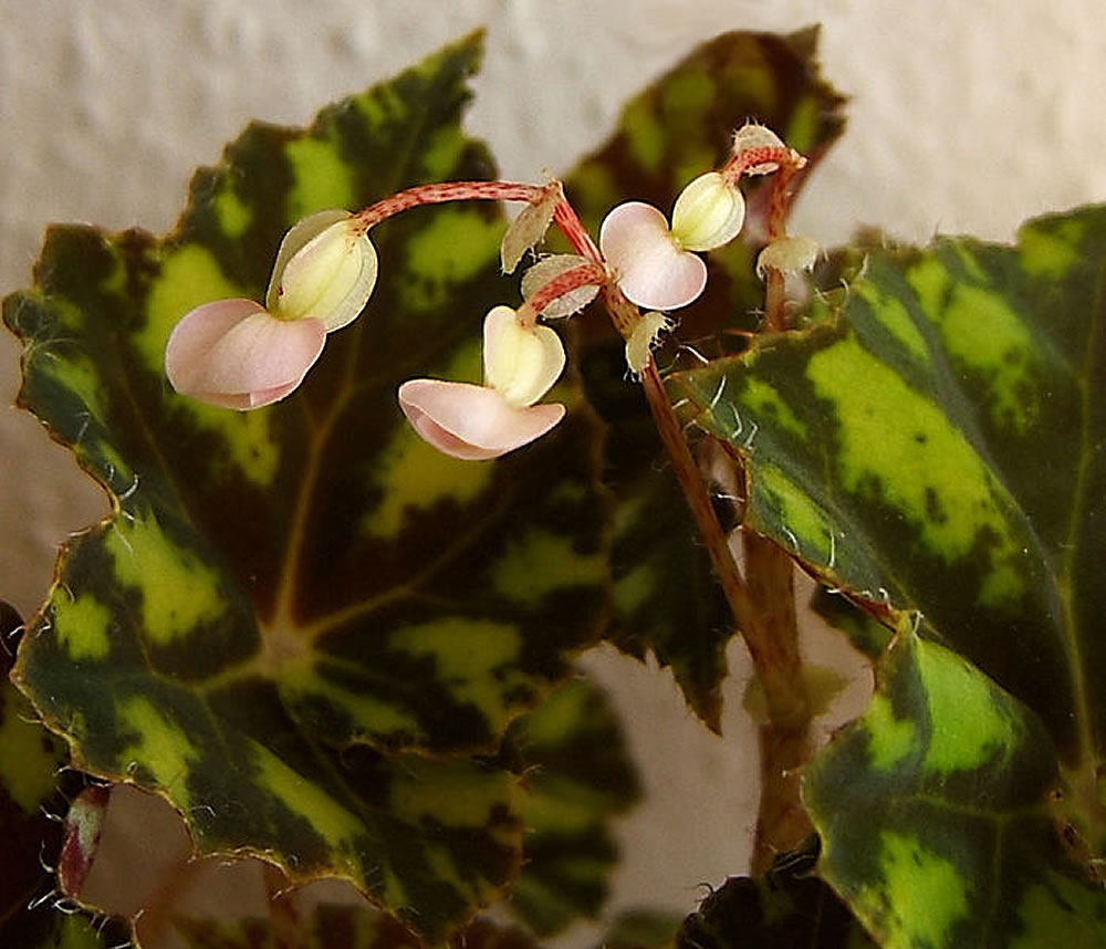 Begonia bowerae